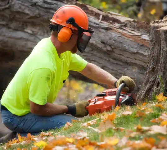 tree services Los Alamos